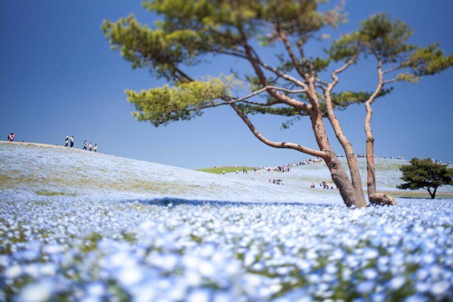Nemophila là loài hoa nhỏ nhắn với những cánh hoa màu xanh lam trong trẻo, điểm xuyết những chấm trắng tinh khôi