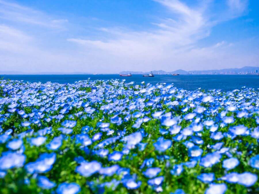 Nằm giữa lòng thành phố Osaka sôi động, công viên Maishima là điểm đến lý tưởng để chiêm ngưỡng vẻ đẹp rực rỡ của hoa Nemophila vào mùa xuân