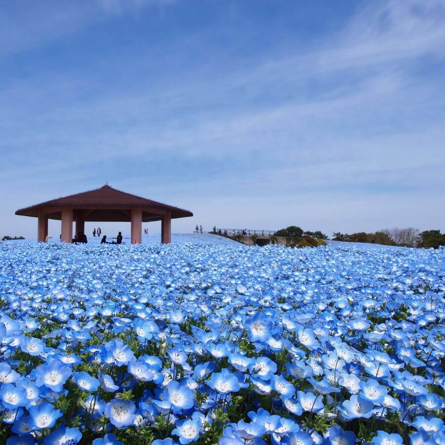 Công viên Uminonakamichi Seaside Park ở Fukuoka chính là một điểm đến không thể bỏ qua nếu bạn muốn chiêm ngưỡng mùa hoa Nemophila