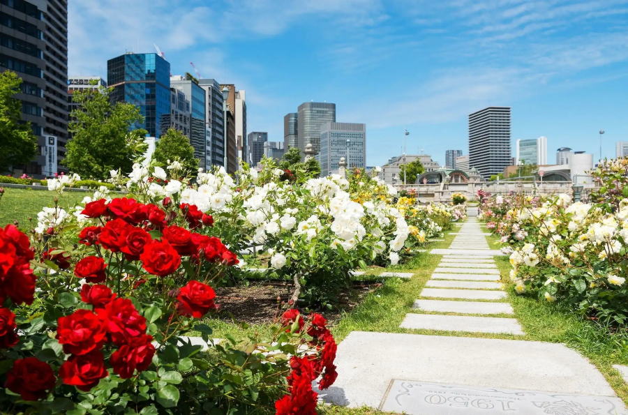 Công viên Nakanoshima là một điểm đến không thể bỏ qua khi đi du lịch Osaka