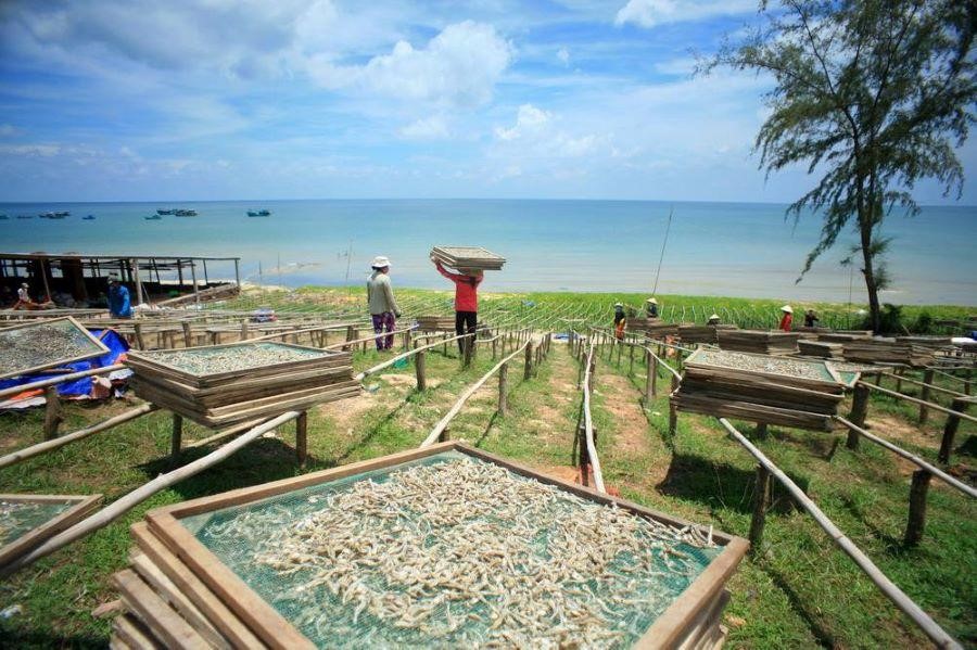 CÙng tìm hiểu ngành nghề phơi cá cơm ở bãi Đất Đỏ, thị trấn An Thới.