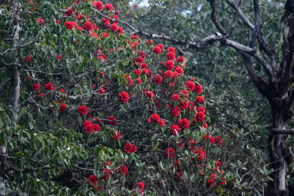 Du lịch Sapa chiêm ngưỡng hoa đỗ quyên rở rộ