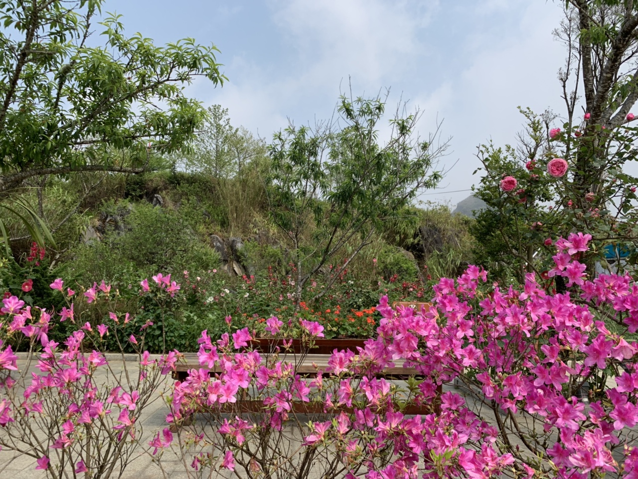 Du lịch Sapa tháng 3 có gì hấp dẫn? 