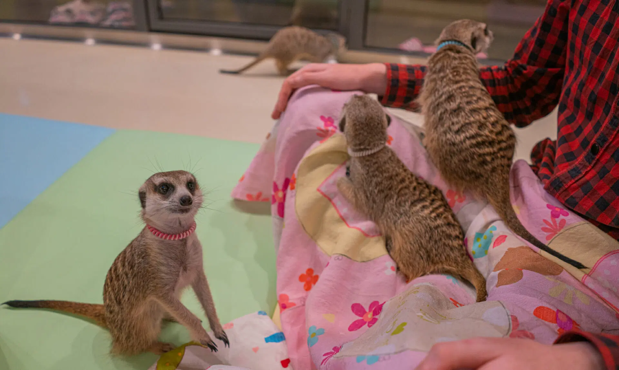 Quán cà phê Meerkat Friends ở Hongdae là một trải nghiệm độc đáo mà bạn không thể bỏ qua khi đi du lịch Hàn Quốc