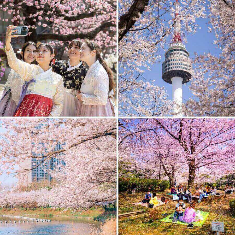 Mùa xuân đến, Seoul như được khoác lên mình tấm áo mới với hàng ngàn bông hoa anh đào nở rộ