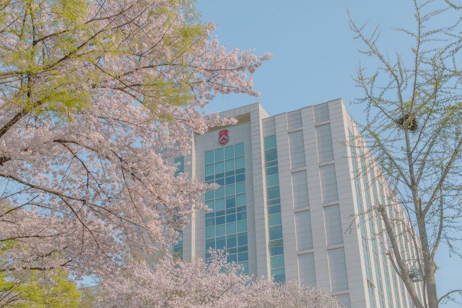 Đại học Sogang còn được biết đến là một điểm ngắm hoa anh đào tuyệt đẹp vào mùa xuân tại Seoul