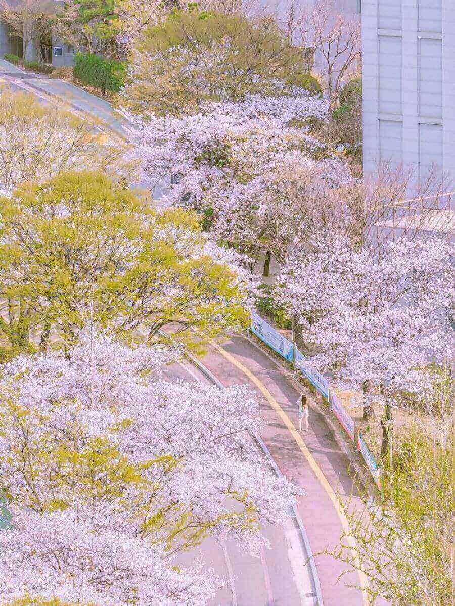 Không gian yên tĩnh của trường đại học càng làm tăng thêm vẻ đẹp của mùa hoa, mang đến cho mọi người cảm giác thư thái và dễ chịu