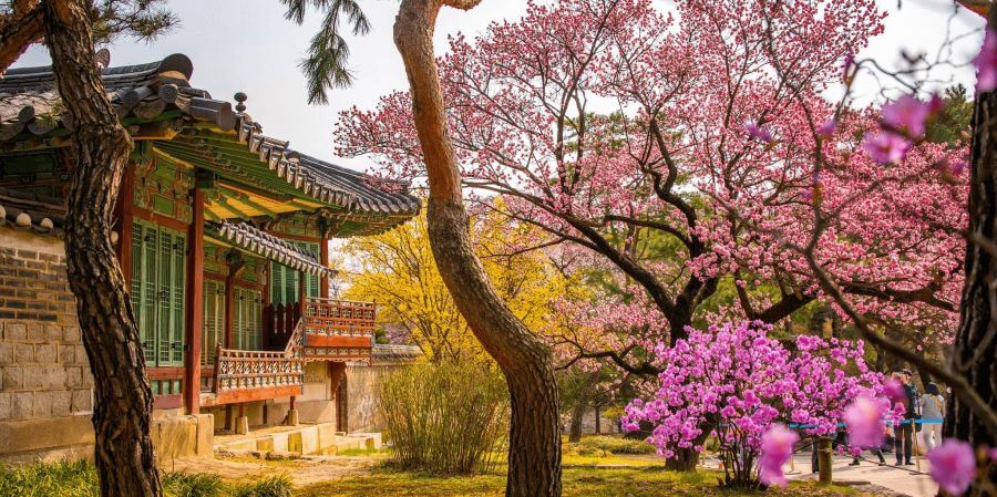 Cung điện Changdeokgung là một địa điểm tuyệt vời để thưởng thức vẻ đẹp của hoa anh đào vào mùa xuân