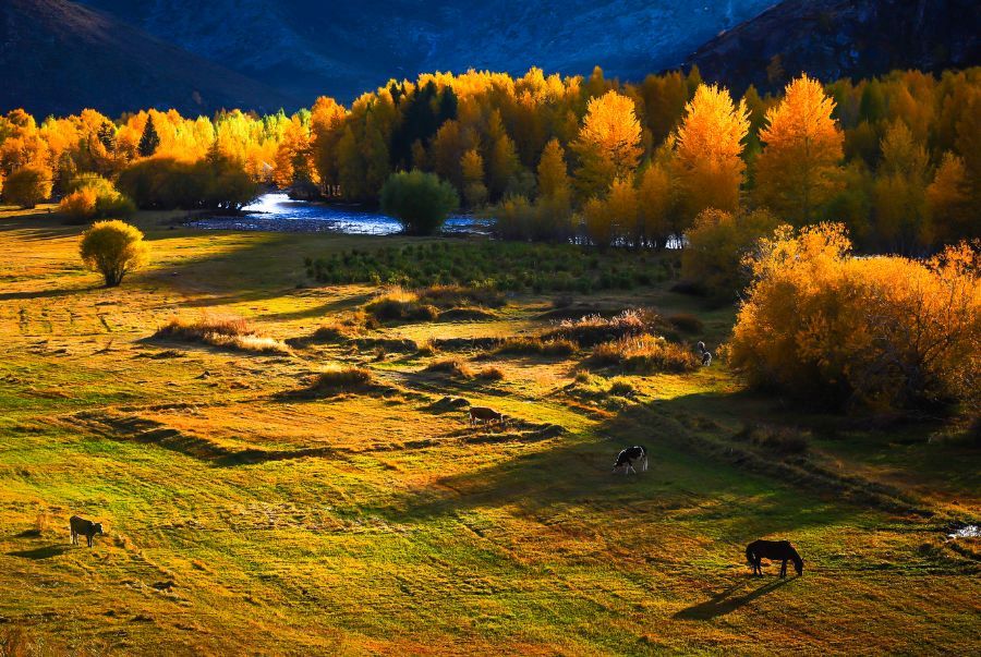 Mùa thu Tân Cương tựa như 1 bức tranh sinh động đầy màu sắc