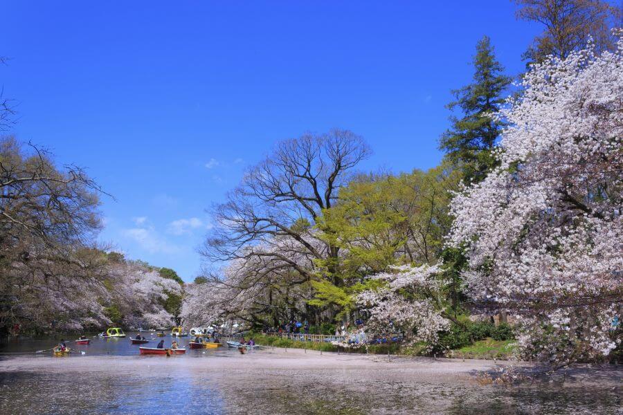 Công viên Inokashira là một địa điểm lý tưởng để trốn khỏi sự ồn ào của thành phố và tận hưởng vẻ đẹp của hoa anh đào vào mùa xuân