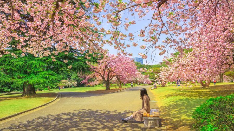 Vườn quốc gia Shinjuku Gyoen là một trong những địa điểm ngắm hoa anh đào đẹp và nổi tiếng nhất của Tokyo