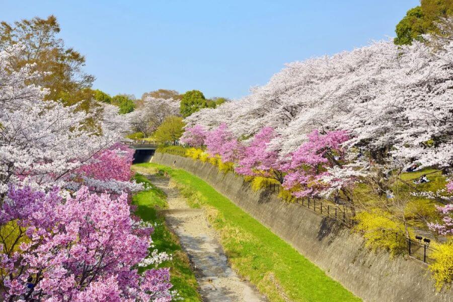 Một trong những điểm đặc biệt của Asukayama là sự kết hợp giữa vẻ đẹp tự nhiên và các công trình văn hóa