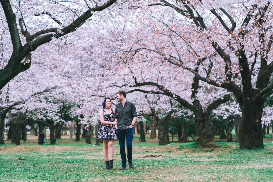 Công viên Yoyogi là một điểm đến tuyệt vời để trải nghiệm vẻ đẹp của hoa anh đào vào mùa xuân