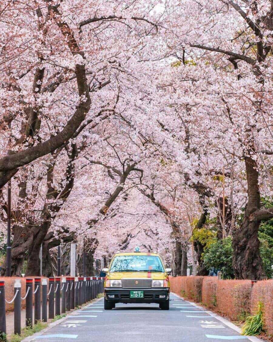 Vào mùa xuân, những cây hoa anh đào ở Koishikawa Korakuen nở rộ mang đến khung cảnh tuyệt đẹp và vô cùng quyến rũ