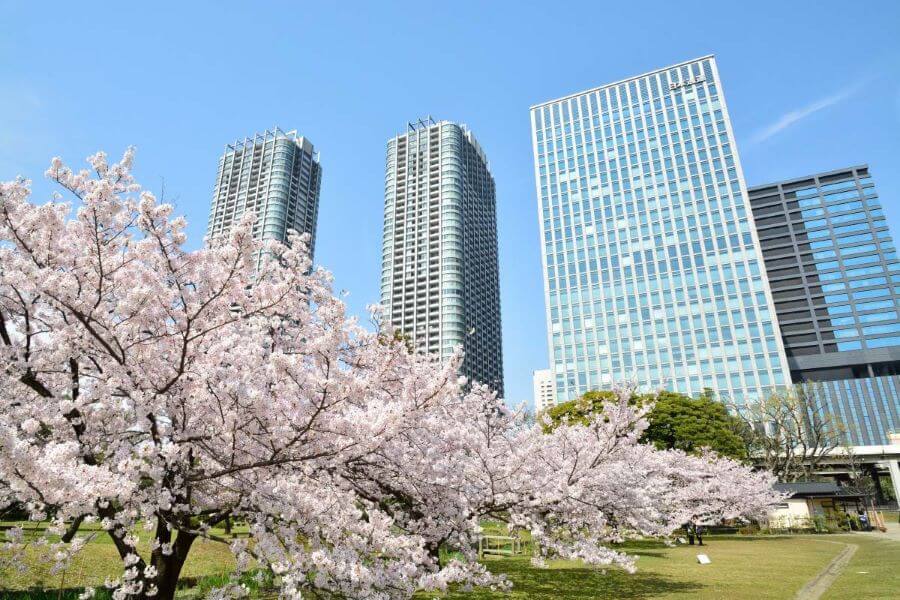 Những bông hoa anh đào màu hồng nhạt, hồng đậm, trắng tinh khôi đua nhau nở rộ, tô điểm cho khu vườn bằng những gam màu tươi tắn