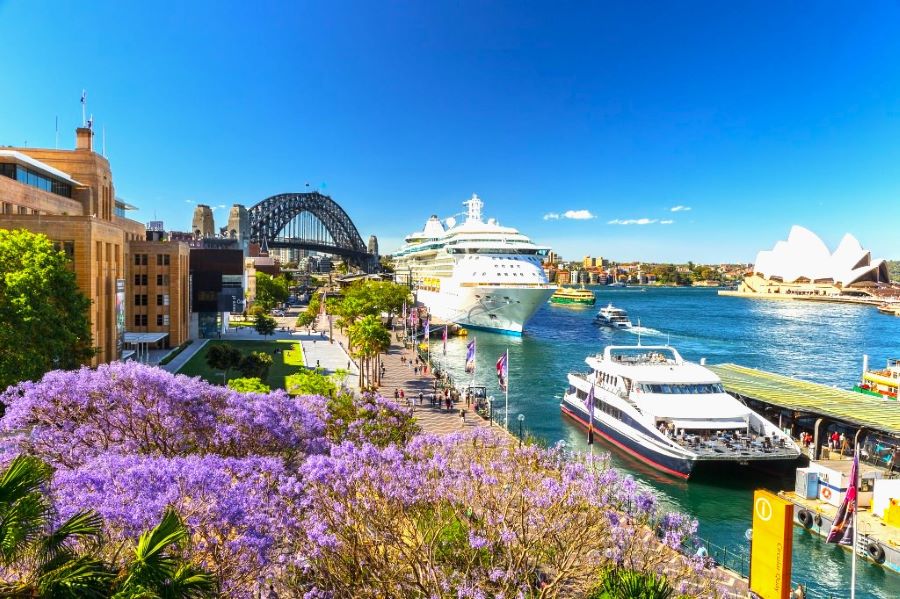 Khám phá những đóa phượng tím khoe sắc giữa bầu trời