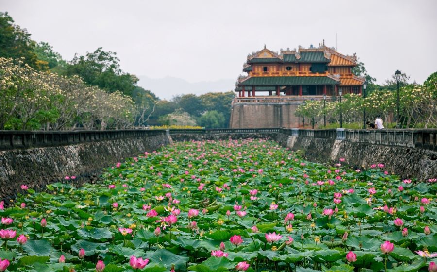 Những bông hoa sen tỏa hương thơm ngát xung quanh cố đô Huế