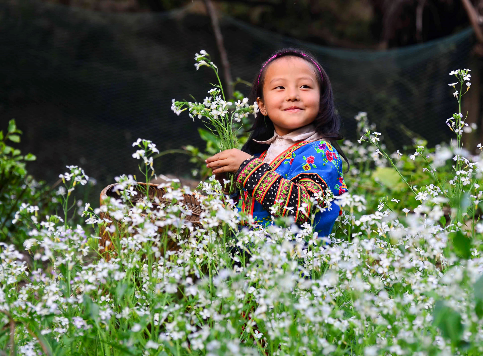 Ghé thăm Mộc Châu chiêm ngưỡng cánh đồng hoa cải trắng