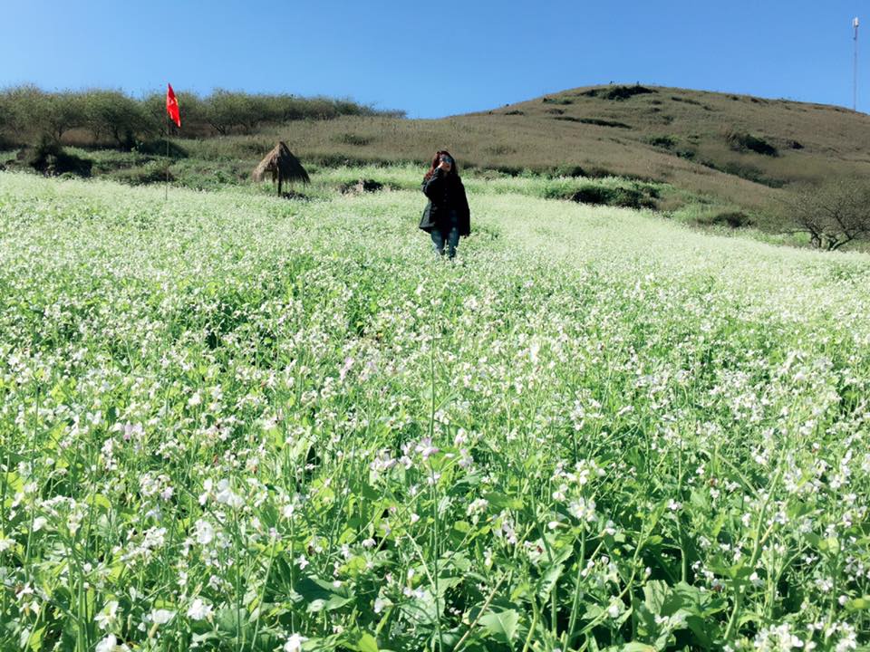 Ghé thăm Mộc Châu chiêm ngưỡng cánh đồng hoa cải trắng