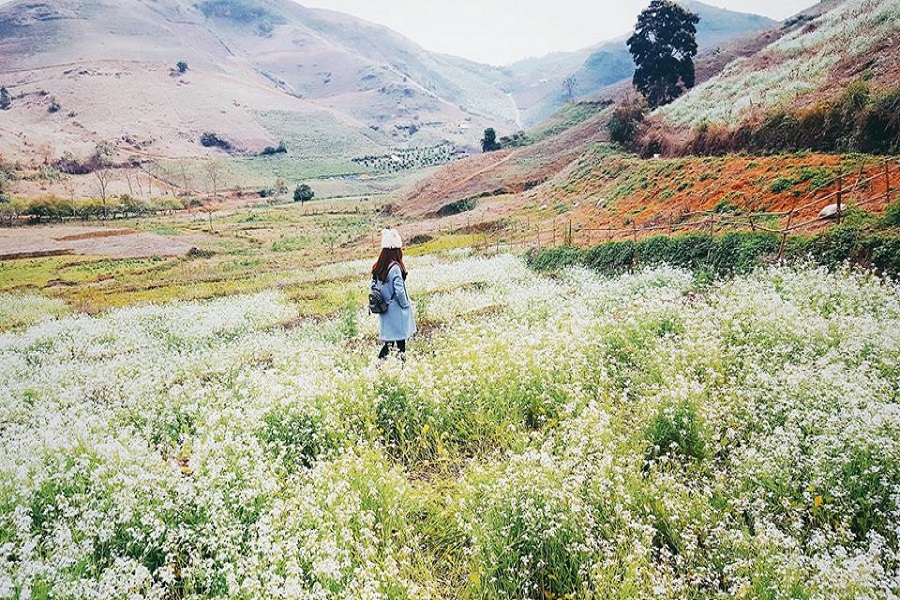 Ghé thăm Mộc Châu chiêm ngưỡng cánh đồng hoa cải trắng