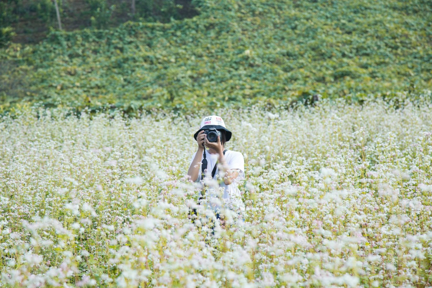 Ghé thăm Mộc Châu chiêm ngưỡng cánh đồng hoa cải trắng