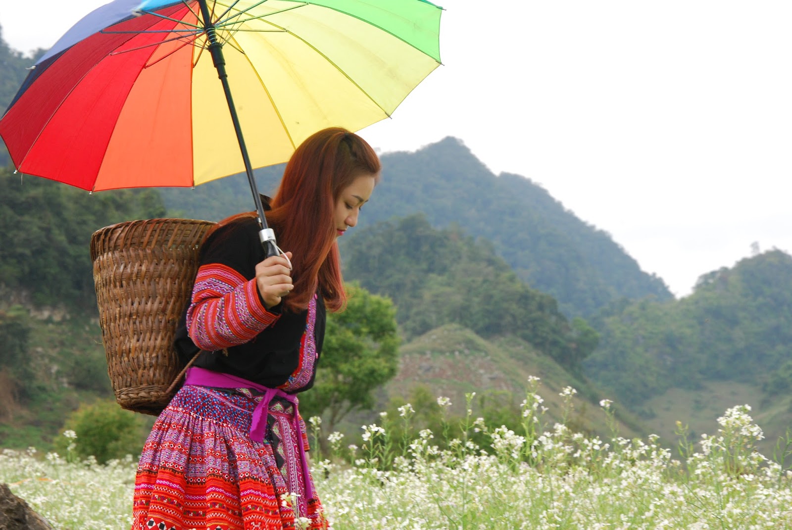 Ghé thăm Mộc Châu chiêm ngưỡng cánh đồng hoa cải trắng