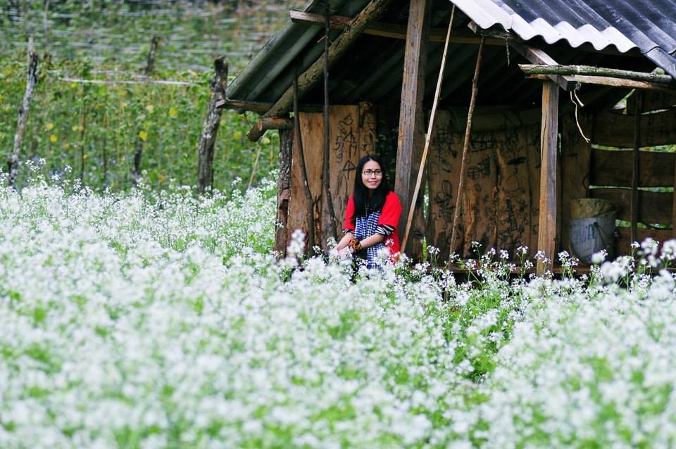 Ghé thăm Mộc Châu chiêm ngưỡng cánh đồng hoa cải trắng