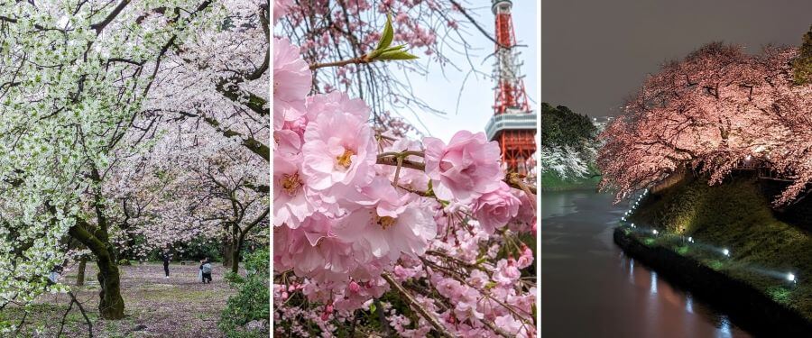 Tokyo với những con đường hoa anh đào rực rỡ sẽ mang đến cho bạn nhiều trải nghiệm khó quên