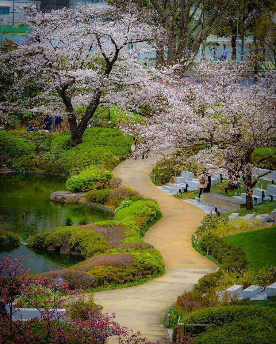 Vườn Mori là một trong những địa điểm ngắm hoa anh đào tuyệt đẹp mà bạn không nên bỏ lỡ trong chuyến du lịch Tokyo mùa xuân