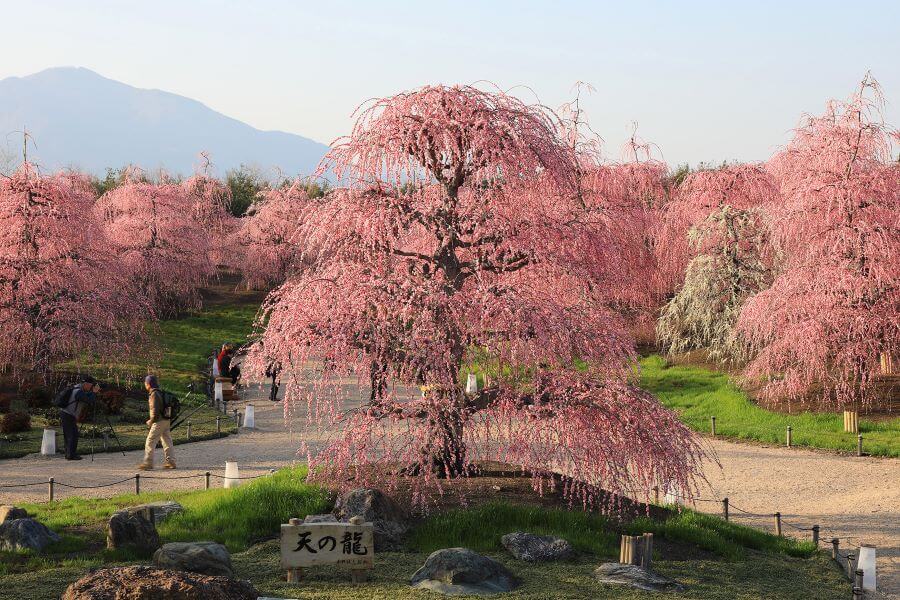 Vào mùa xuân, những cây anh đào đồng loạt khoe sắc, nhuộm hồng cả một góc trời