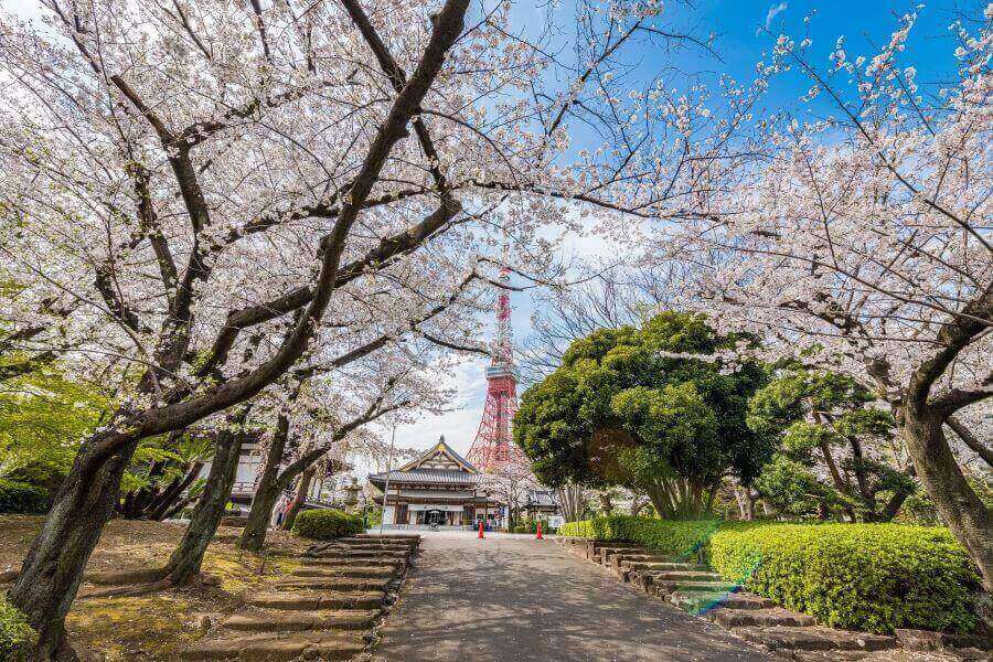 Công viên Shiba là một trong những công viên lâu đời nhất ở Tokyo, và cũng là một địa điểm tuyệt vời để ngắm hoa anh đào