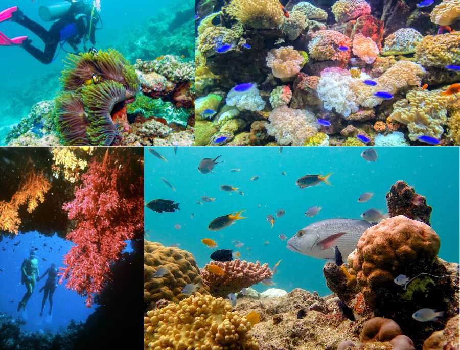 Great Barrier Reef là rạng san hô lớn và đa dạng sinh học lớn nhất thế giới