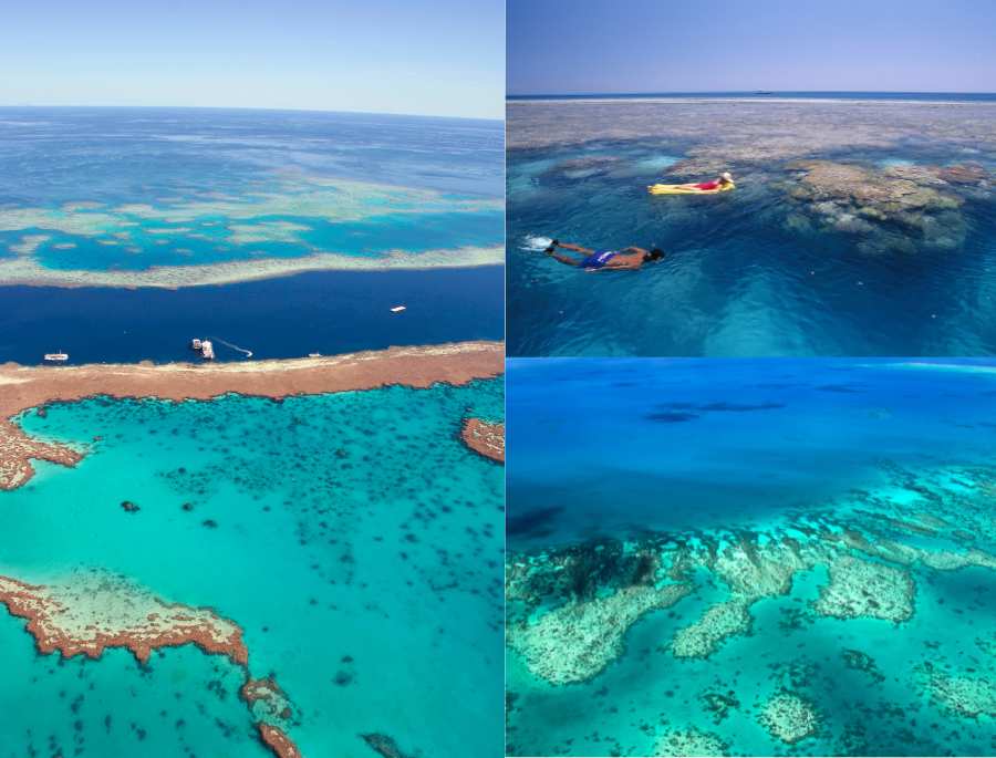 Great Barrier Reef là nơi sinh sống của hơn 1.500 loài cá, 400 loài san hô cứng và hàng ngàn loài sinh vật biển khác