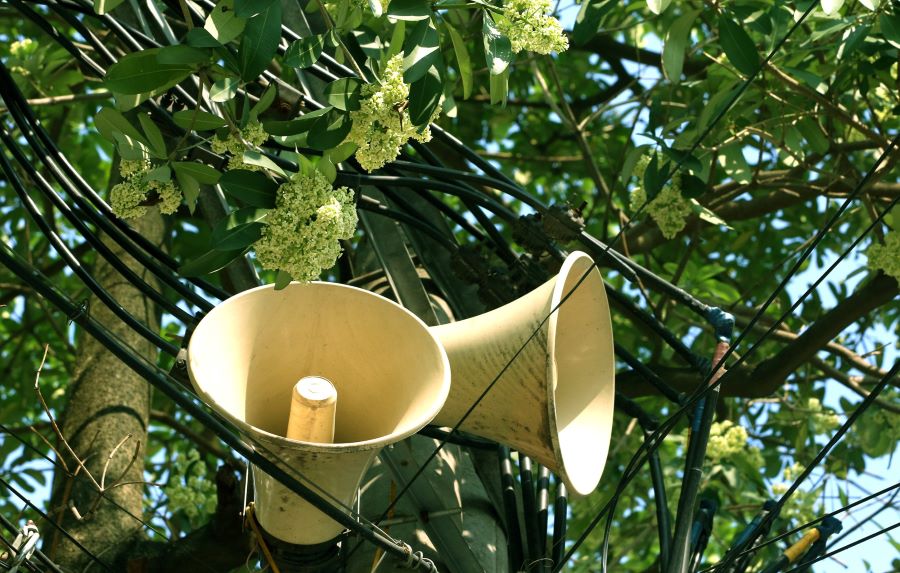 Hương thơm thoang thoảng của hoa sữa khiến nhiều người nhớ mãi