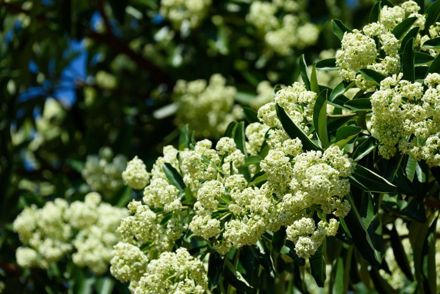 Hương thơm thoang thoảng của hoa sữa khiến nhiều người nhớ mãi