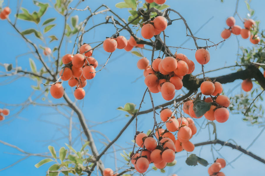 Tháng 10 là mùa thu hoạch của những trái hồng căng mọng, ngọt lịm tại Hàn Quốc