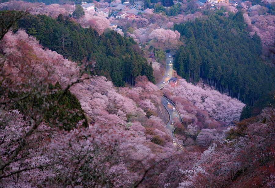 Với hơn 30.000 cây anh đào thuộc nhiều giống khác nhau được trồng dọc theo các sườn núi, Yoshino tạo nên một khung cảnh lãng mạn đến khó tả