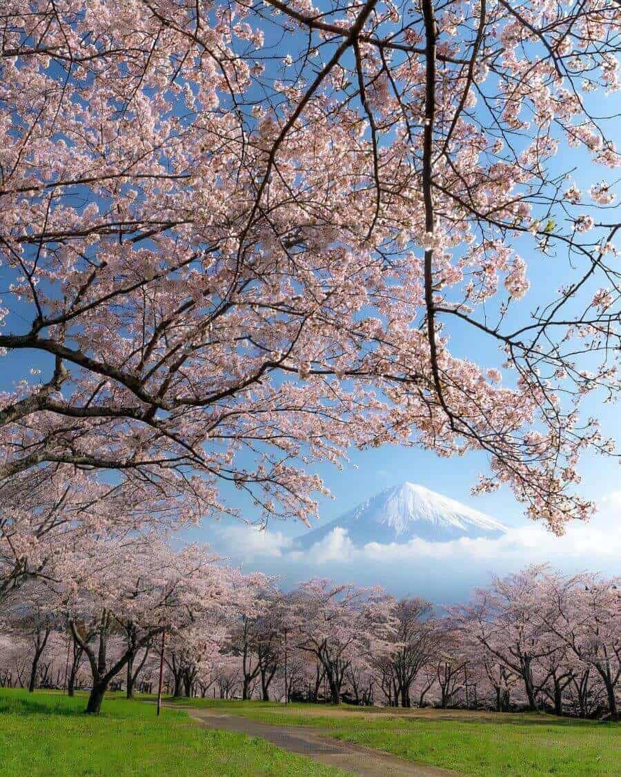 Lễ hội Hanami là một sự kiện văn hóa đặc sắc của Nhật Bản mùa xuân mà bạn không nên bỏ qua