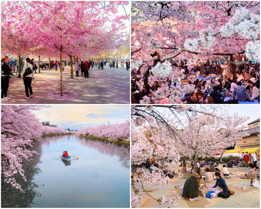 Hanami không chỉ là việc ngắm hoa, mà còn là một dịp để mọi người quây quần bên gia đình, bạn bè và đồng nghiệp