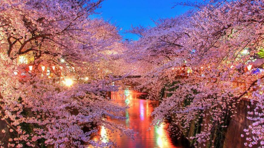 Lễ hội Hanami là một trong những lễ hội truyền thống và nổi tiếng nhất của Nhật Bản