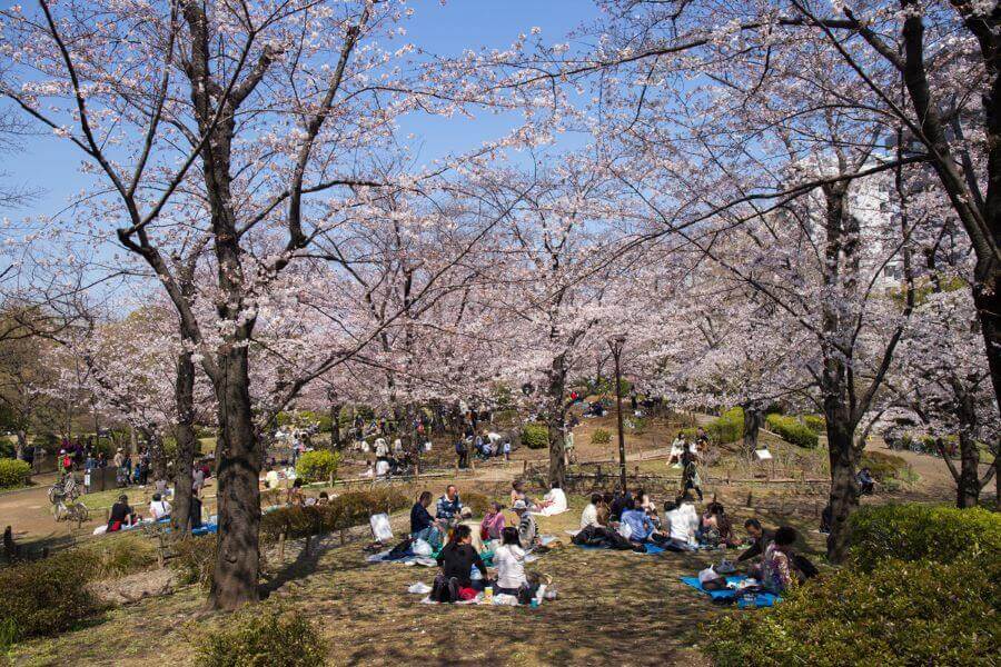 Hanami là dịp để mọi người cùng nhau trải qua những khoảnh khắc thư giãn dưới những tán cây anh đào nở rộ, thưởng thức ẩm thực và trò chuyện