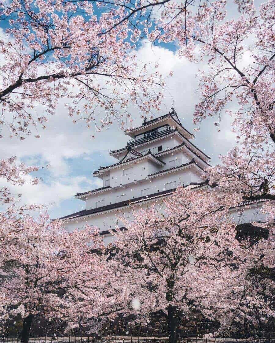 Lâu đài Himeji là một trong những địa điểm ngắm hoa anh đào nổi tiếng nhất Nhật Bản