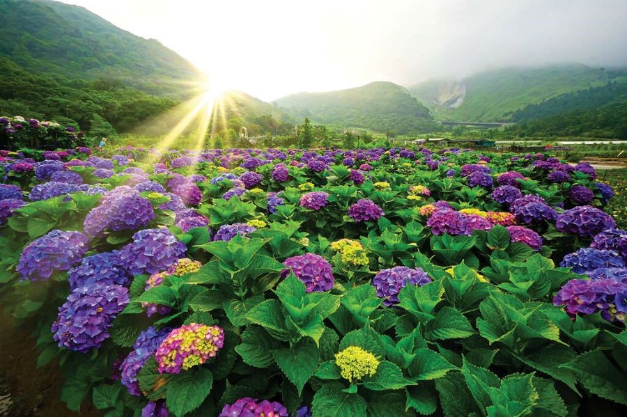 Dương Minh Sơn - một trong tám khu vườn quốc gia lớn nhất tại Đài Loan