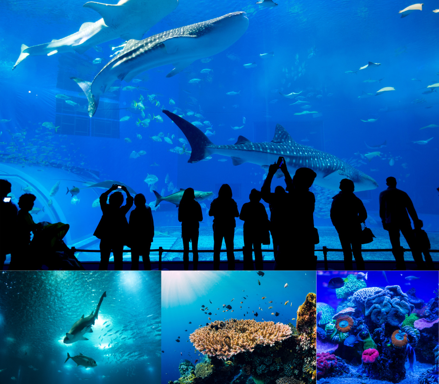 Thủy cung là ngôi nhà chung của 10.000 loài động thực vật khác nhau