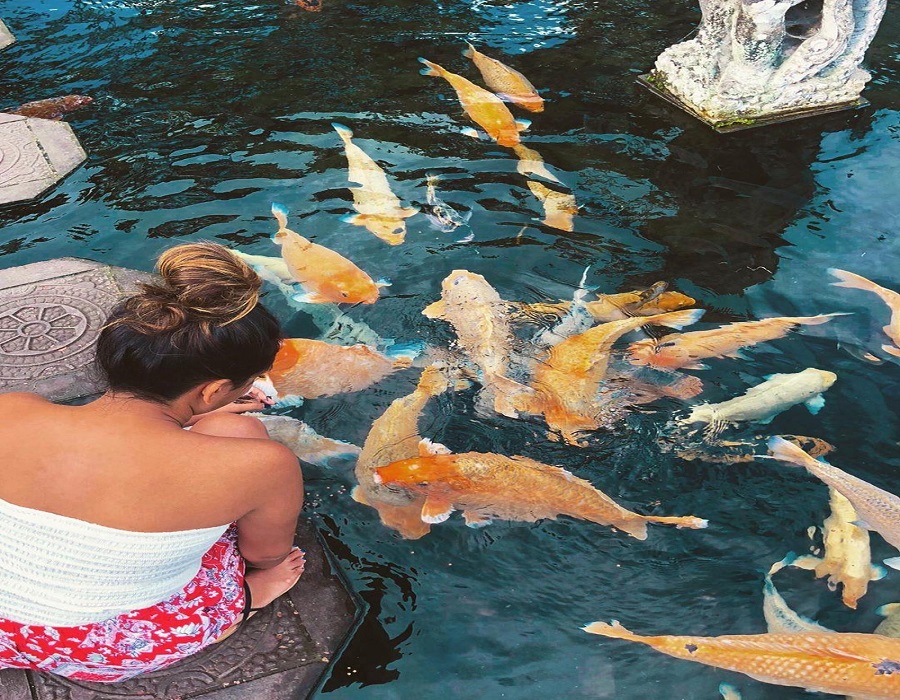 Hồ cá chép ở Bali