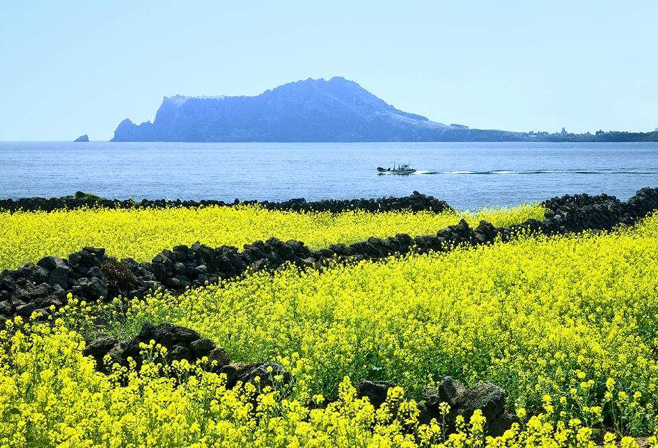 Hồ Thanh Hải - Xứ "hoa vàng cỏ xanh" ở Trung Quốc