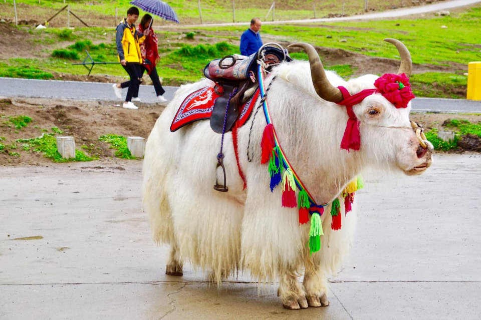 Hồ Thanh Hải - Xứ "hoa vàng cỏ xanh" ở Trung Quốc