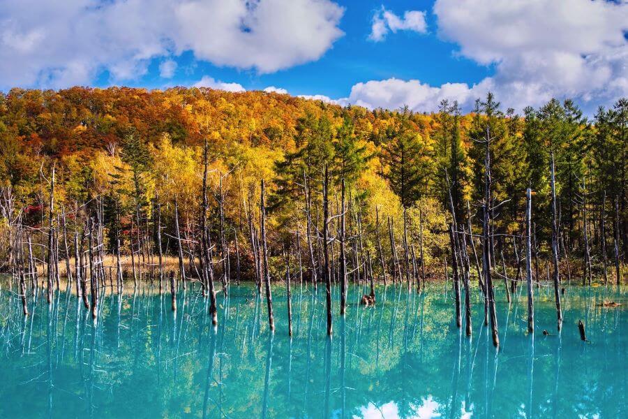  Hồ Xanh Biei là một trong những điểm du lịch Hokkaido nổi tiếng tại Nhật Bản