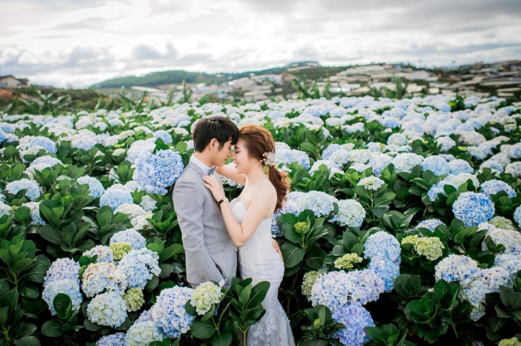 Thung lũng hoa cẩm tú cầu đẹp như mơ giữa Đà Lạt