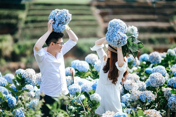 Thung lũng hoa cẩm tú cầu đẹp như mơ giữa Đà Lạt
